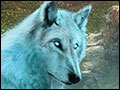 Myths of the World - Spirit Wolf Deluxe
