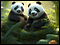 Panda Choice Mahjong Deluxe