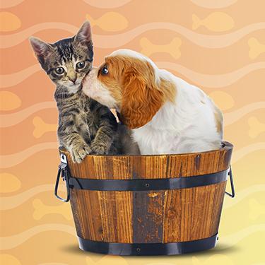 Hidden Object Games - I Love Finding Cats & Pups Collector's Edition
