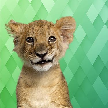 I Love Finding Wild Friends Collector's Edition